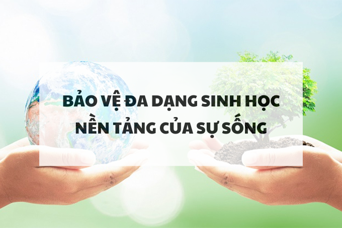 Bảo vệ đa dạng sinh học: Nền tảng của sự sống
