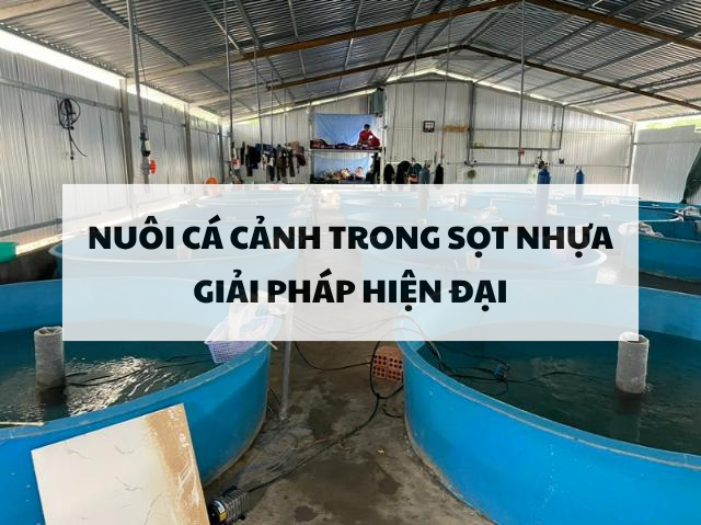 Lợi ích không ngờ của việc dùng sọt nhựa nuôi cá cảnh