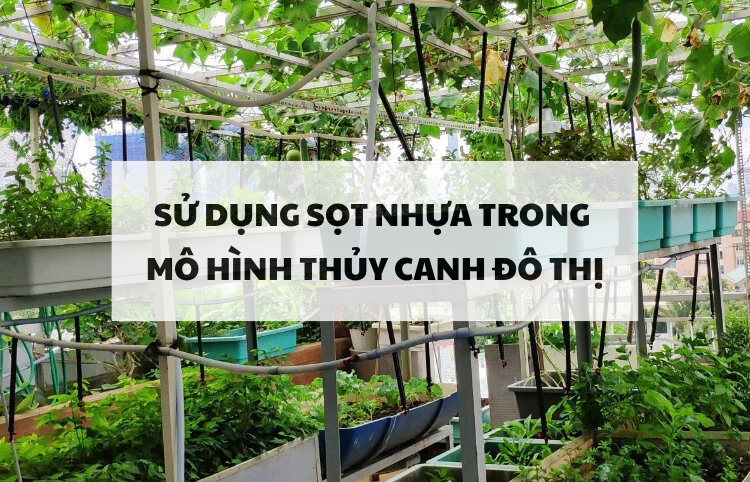 Sọt nhựa trong mô hình thủy canh tại đô thị